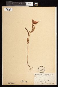 Chamaecrista fasciculata image