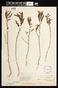 Chamaecrista fasciculata image