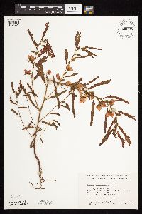 Chamaecrista fasciculata image