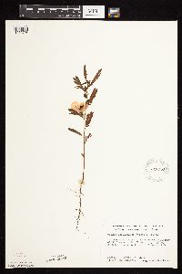 Chamaecrista fasciculata image