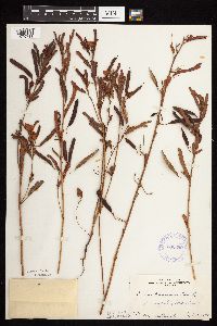 Chamaecrista fasciculata image