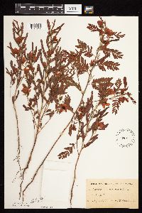 Chamaecrista fasciculata image