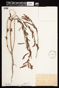 Chamaecrista fasciculata image