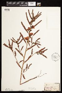 Chamaecrista fasciculata image