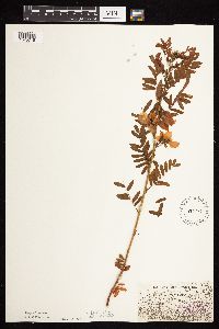 Chamaecrista fasciculata image