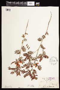 Chamaecrista fasciculata image