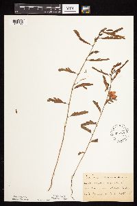 Chamaecrista fasciculata image