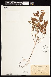 Chamaecrista fasciculata image