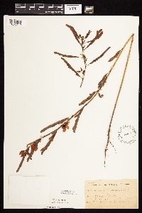 Chamaecrista fasciculata image