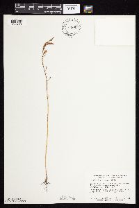 Chamaecrista fasciculata image