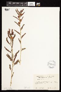 Chamaecrista fasciculata image