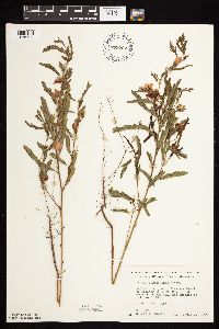 Chamaecrista fasciculata image