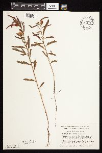 Chamaecrista fasciculata image