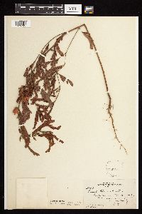 Chamaecrista fasciculata image