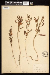 Chamaecrista fasciculata image