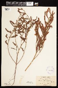 Chamaecrista fasciculata image