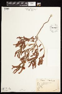 Chamaecrista fasciculata image