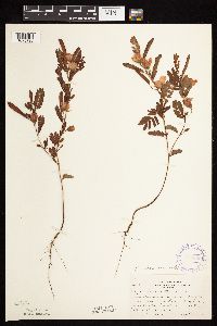 Chamaecrista fasciculata image