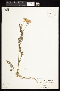 Securigera varia image