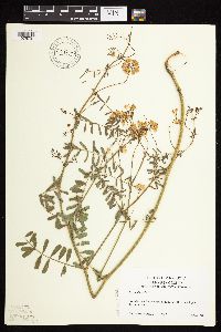 Securigera varia image