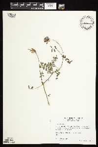 Securigera varia image