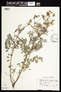 Securigera varia image