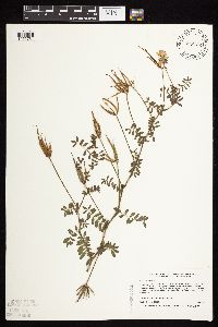 Securigera varia image