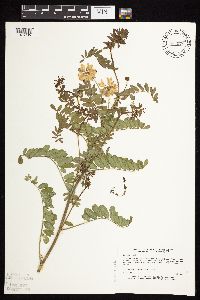 Securigera varia image