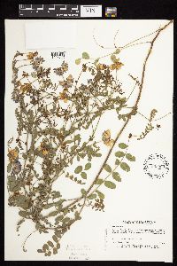 Securigera varia image