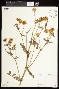 Securigera varia image