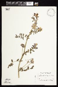 Securigera varia image