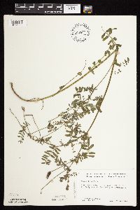 Securigera varia image