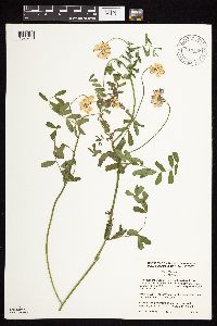 Securigera varia image