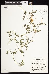 Securigera varia image