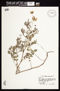 Securigera varia image