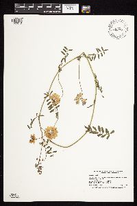 Securigera varia image