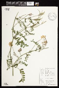 Securigera varia image