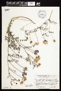 Securigera varia image