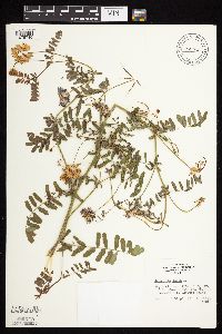 Securigera varia image