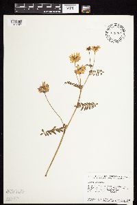 Securigera varia image