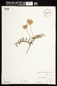 Securigera varia image