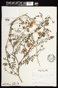 Securigera varia image