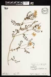 Securigera varia image