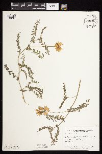 Securigera varia image