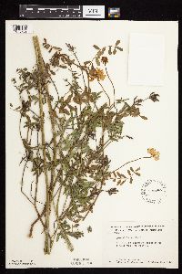 Securigera varia image