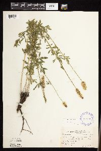 Dalea candida image