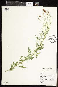 Dalea candida var. candida image