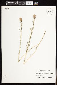 Dalea candida var. candida image