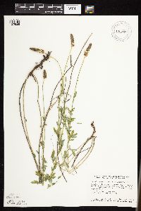 Dalea candida var. candida image