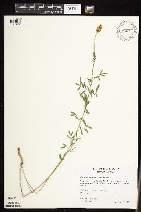 Dalea candida var. candida image